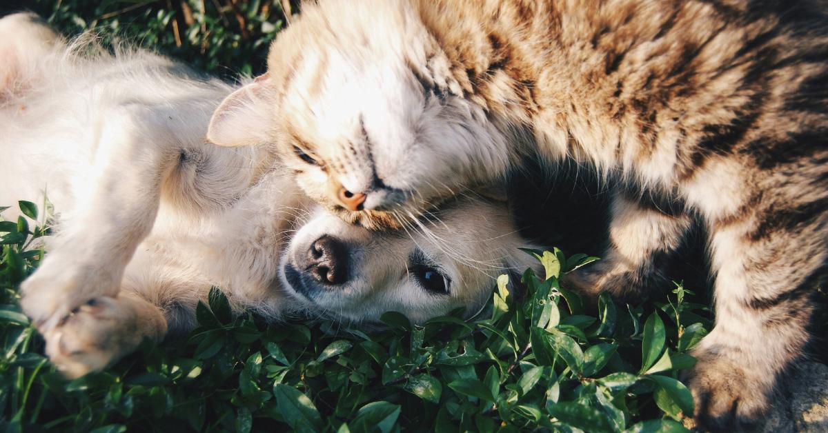 Un chat et un chien jouent ensemble dans l'herbe.