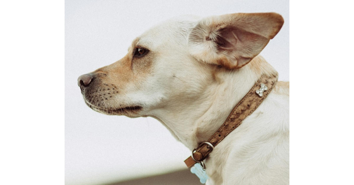 Labrador de profil avec les oreilles dans le vent